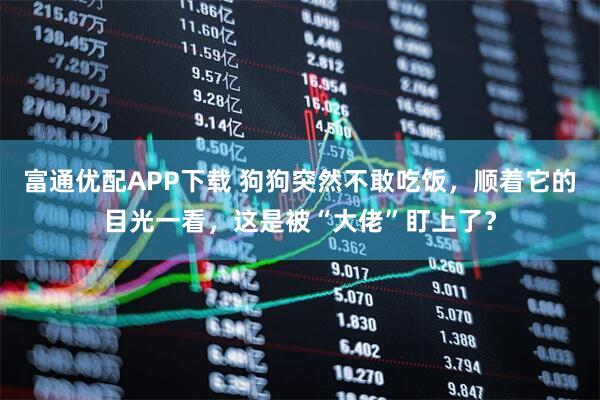 富通优配APP下载 狗狗突然不敢吃饭，顺着它的目光一看，这是被“大佬”盯上了？