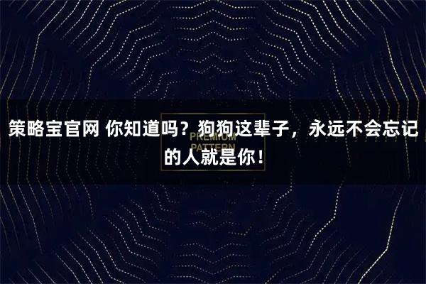 策略宝官网 你知道吗？狗狗这辈子，永远不会忘记的人就是你！